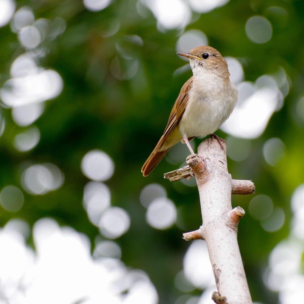 a nightingale bird on a branch